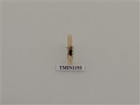 藏品(蓬萊角肩花天牛)的圖片